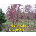 红玉兰 