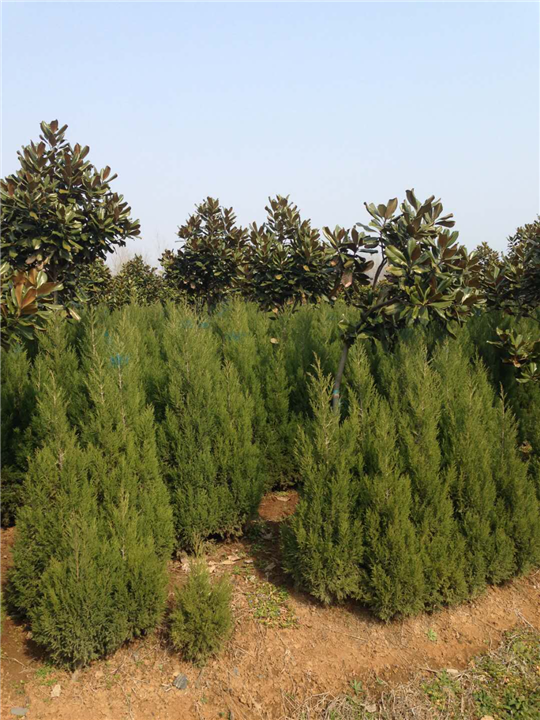 蜀桧基地批发1米蜀桧2米蜀桧3米蜀桧 