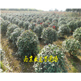 红叶石楠球-1 