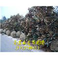 广玉兰 