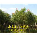 栾树-1 