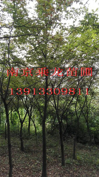 南京8公分9公分14公分17公分榉树价格 