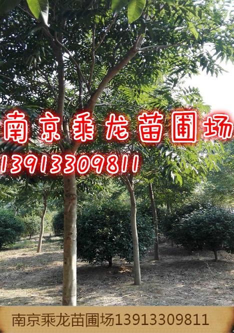 8公分无患子9公分无患子10公分无患子价格 