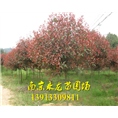 高杆红叶石楠 