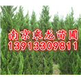 高30公分龙柏50公分龙柏80公分龙柏价格 