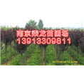 3公分红叶李价格3公分红叶李价格多少钱 