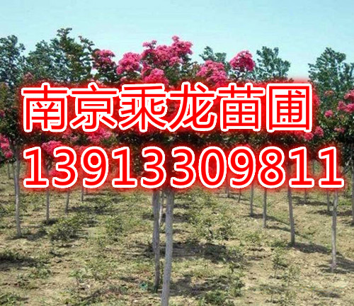 紫薇批发9公分紫薇价格10公分紫薇价格 