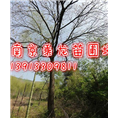 5公分黄连木6公分黄连木7公分黄连木价格 