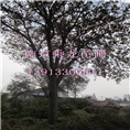 红榉批发28公分29公分30公分31公分红榉价格 