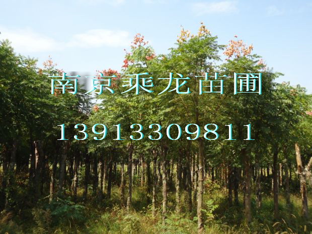 南京12公分栾树价格11公分栾树什么价格 