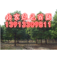 30公分香樟价格29公分香樟31公分香樟价格 