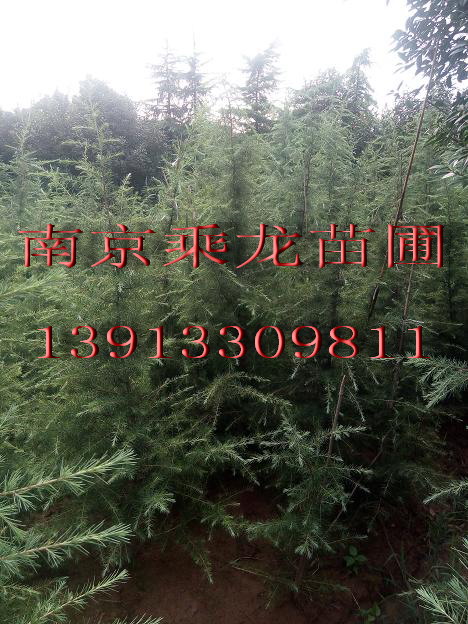 南京两米雪松多少钱一棵两米雪松价格 