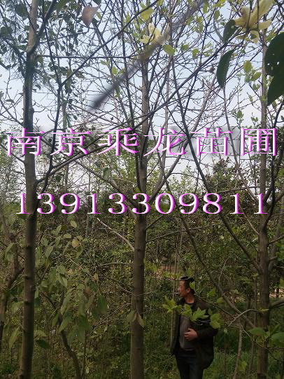 3公分白玉兰.3公分白玉兰价格多少钱 