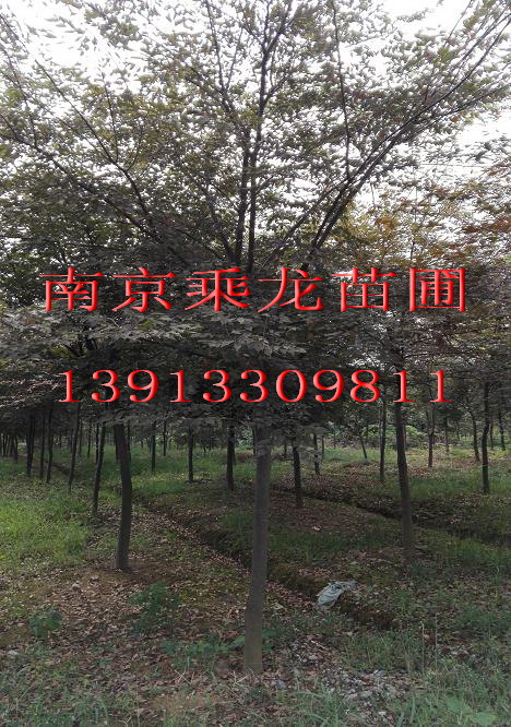 2公分榉树4公分榉树6公分榉树8公分榉树价格 