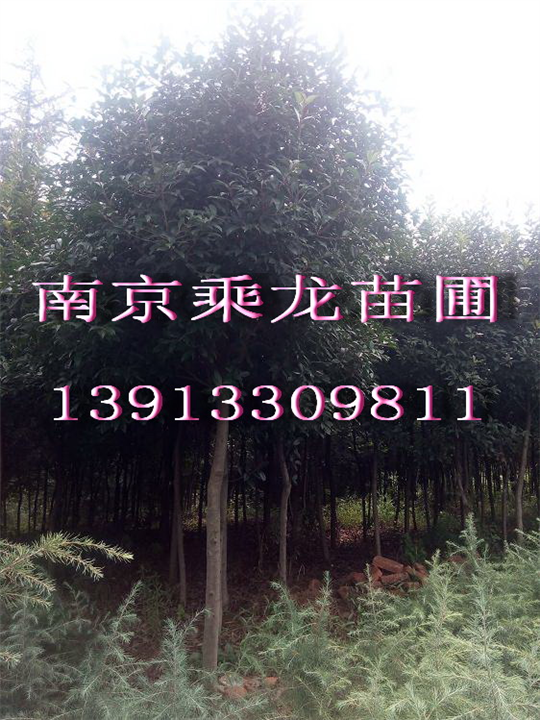 南京8公分红叶石楠9公分红叶石楠价格 