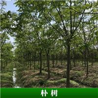 朴树-1 