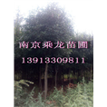 13公分独杆红叶石楠价格14公分独杆红叶石楠 