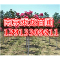 紫薇批发5公分紫薇价格6公分紫薇价格 