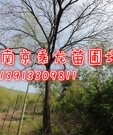 22公分黄连木24公分黄连木25公分黄连木价格 