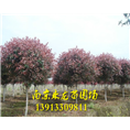 高杆红叶石楠 