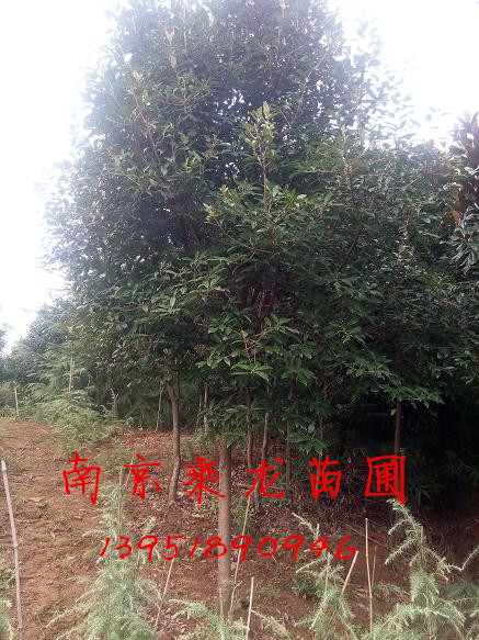 南京6公分8公分9公分10公分高杆红叶石楠 