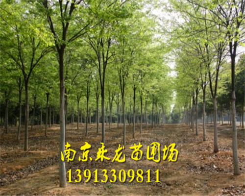 榉树 