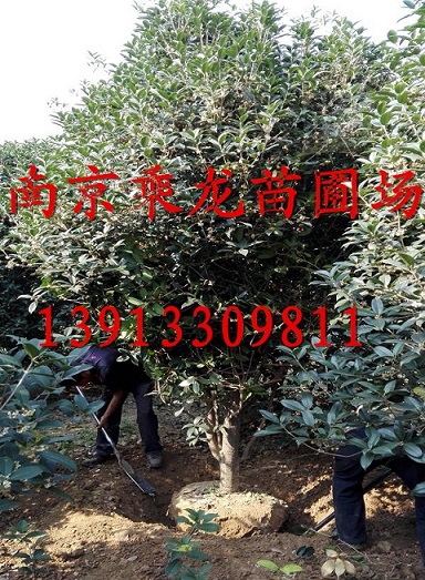 1米高桂花2米高桂花3米高桂花4米高桂花 