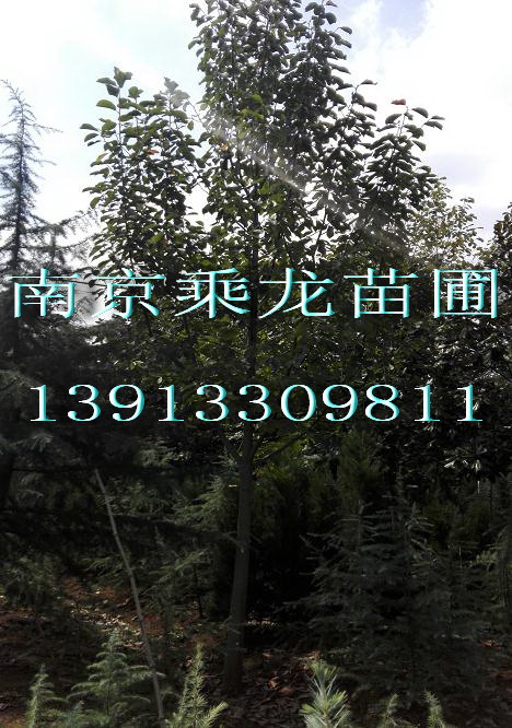 批发17公分紫玉兰价格18公分紫玉兰价格 