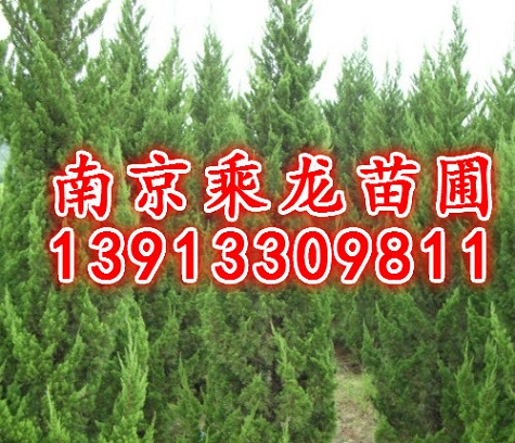 龙柏批发1米龙柏2米龙柏3米龙柏价格多少钱 
