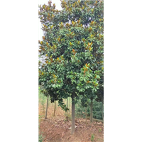 江苏广玉兰价格 