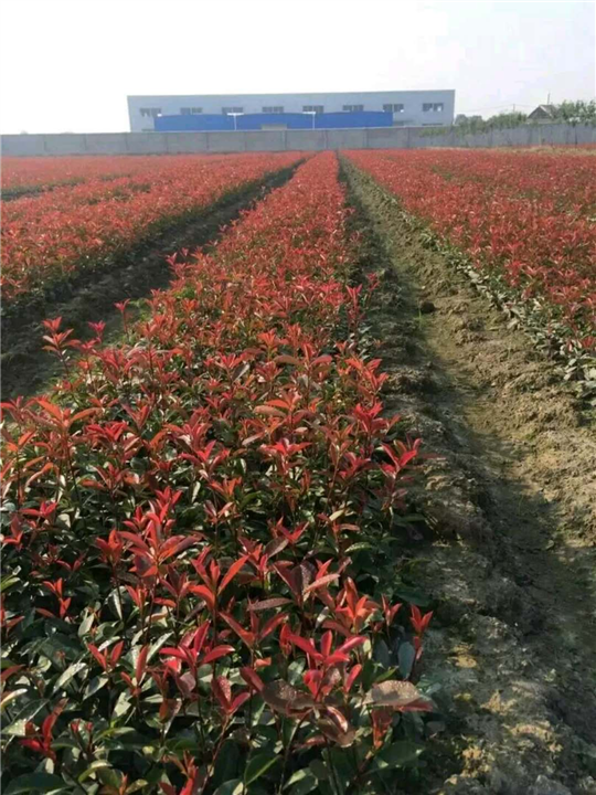 冠幅1米石楠2米石楠3米石楠4米石楠价格 