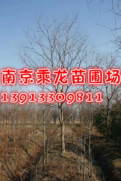 48公分乌桕价格49公分乌桕50公分乌桕价格 