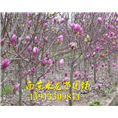 红玉兰 