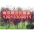 13公分红叶李价格14公分红叶李价格 