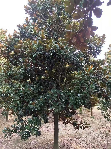南京广玉兰 