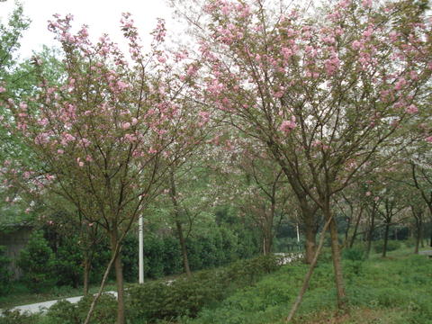 北京园林绿化苗木-樱花 