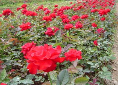 石家庄苗圃基地 
