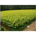河北哪里有卫矛 