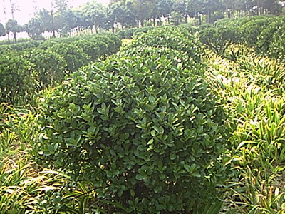藁城苗木基地 