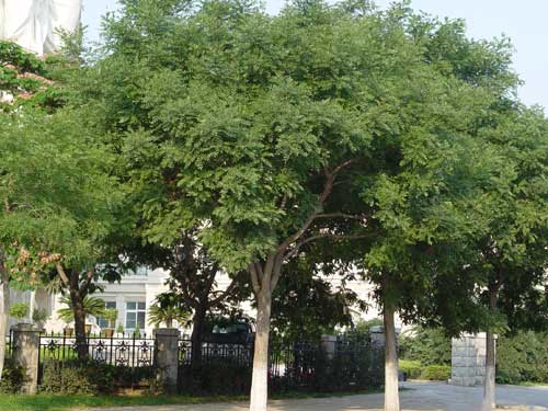 河北园林绿化苗木-国槐  