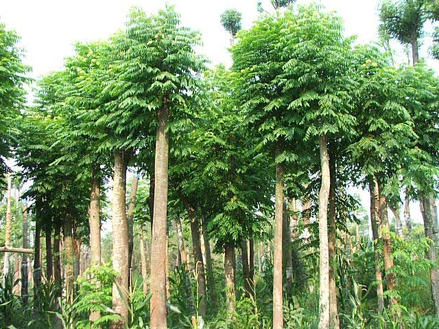 石家庄苗木基地 