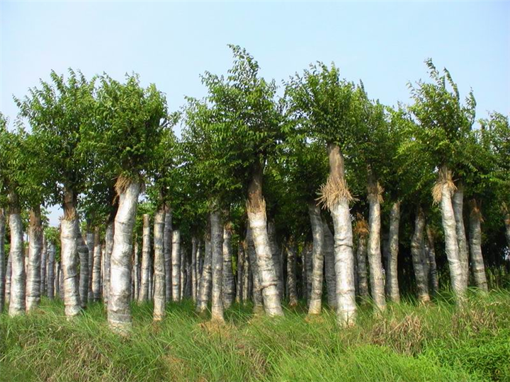 河北法桐 