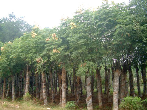 东北法桐基地-东北法桐苗木-东北绿化苗木