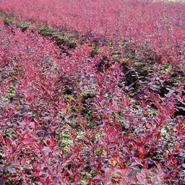河北绿化苗木-红叶石楠  