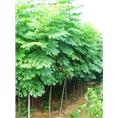山西金叶女贞.供应金叶女贞.金叶女贞基地