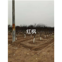 石家庄红枫树苗