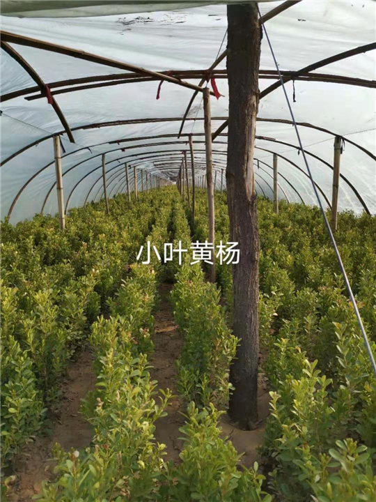 石家庄小叶黄杨树苗 