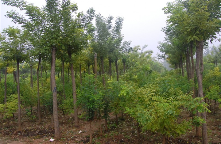 山西绿化苗木基地 
