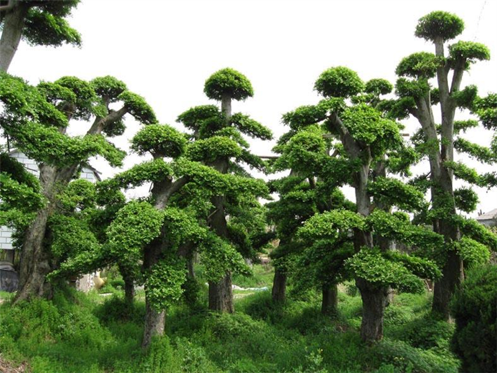 藁城苗圃 