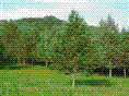 河北园林绿化苗木--油松  